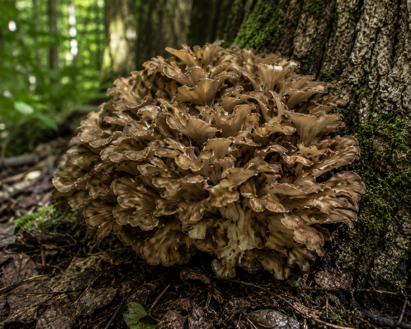 Grifola frondosa