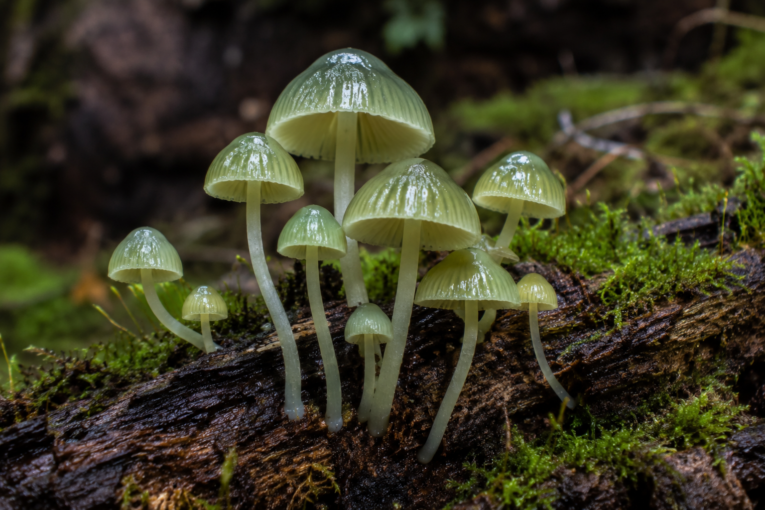Mycena chlorophos